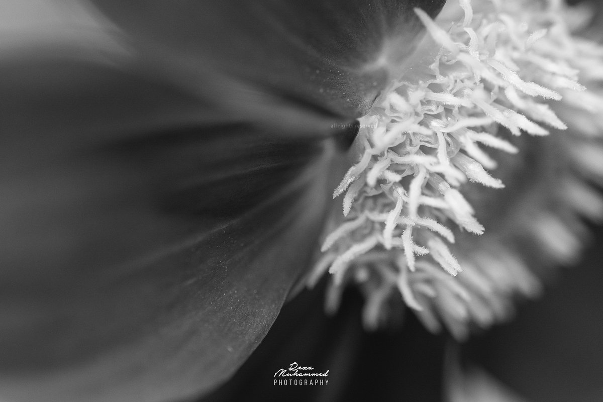 Colour or Black & Whtie?

#muhammedrezaphotography #MRphotog #Photography #Photographer #macrophotography #photographerofpakistan #flower #anarkali #macroshot #instamacro #instaphoto #colour #blackandwhite