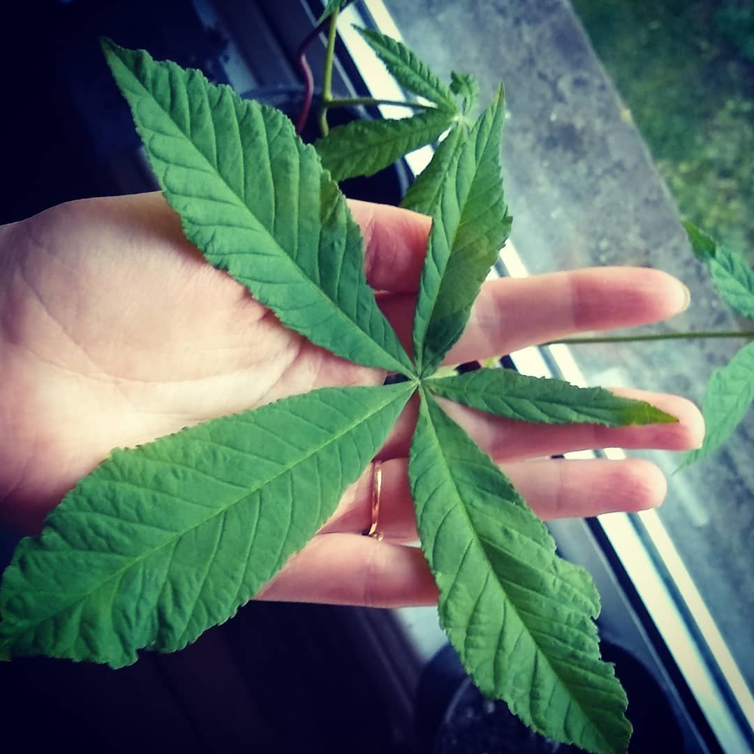 Born Hybrid | Ambassadors of Sustainable Fashion tweet media