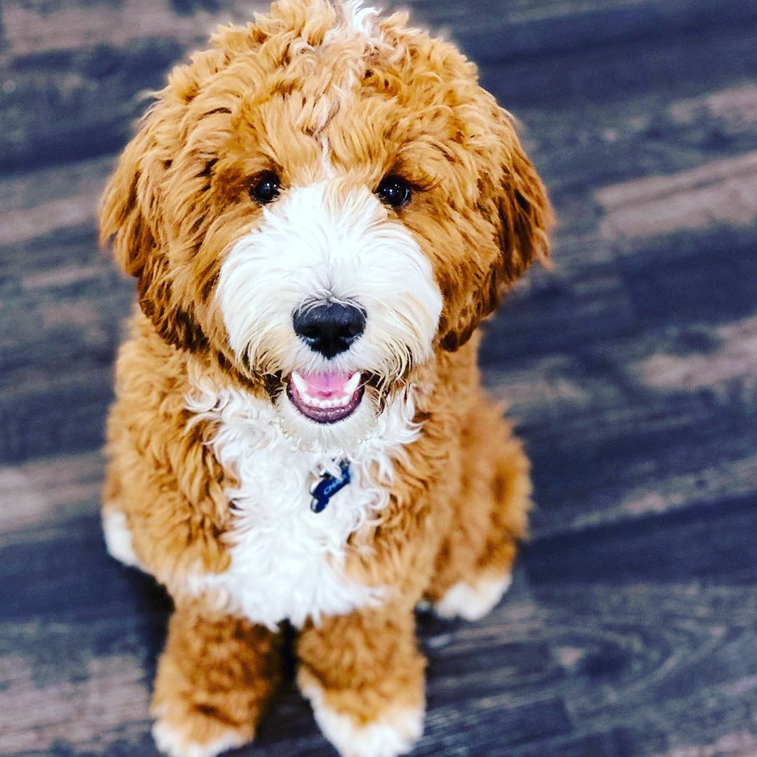 martyr_dog's tweet photo. He is homequarantine. He come did not outside 
Follow 👉@martyrdog for more details 
#dog #dogs #doglover #COVID2019 #HomeQuarantine  #CoronavirusOutbreak #COVID #dogoftheday #pushy #pushylover #cute #USA #dogusa https://t.co/hExmYuAabe