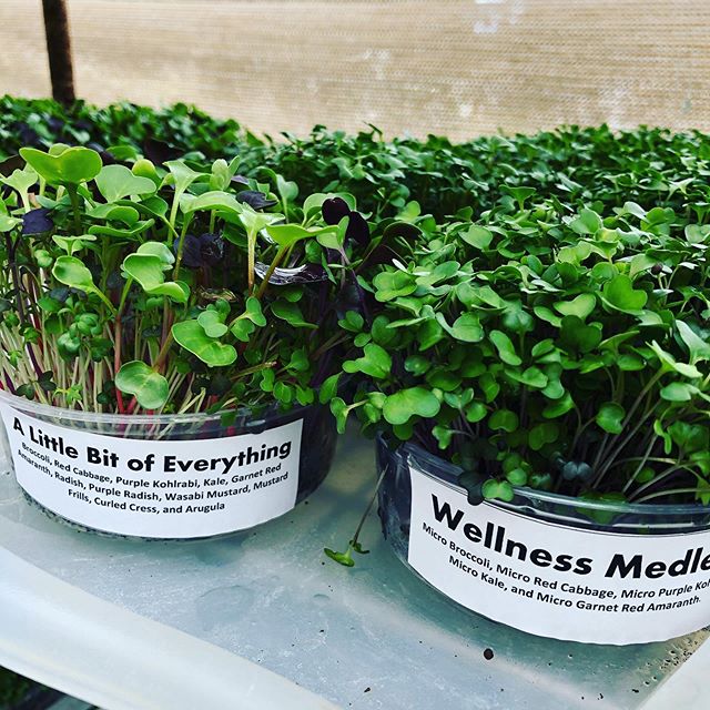 Getting ready for deliveries! Order from us directly (link in bio) or from marketbox.sd #microgreens #sandiego #knowyourfarmer #sandiegourbanfarm #superfood #northpark #coronado #hillcrest #cityheights #littleitaly shopnorthparkmarket littleitalymercato farmtoforksd