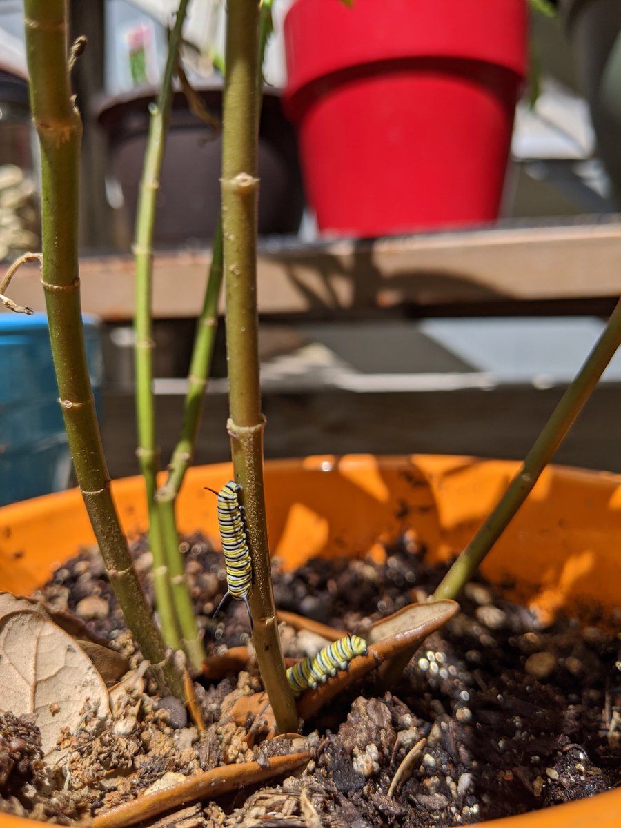 JadeTonos's tweet photo. Monarch caterpillars have finally arrived at my single milkweed! Hope this one plant is enough for these little guys! https://t.co/LDnWuskeiV