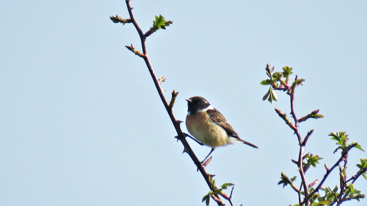 inja5248's tweet photo. er zaten veel vogeltjes op de dijk langs 't #Julianakanaal bij #Roosteren ik onderaan de dijk ...klik klik πΈ dacht verschillende soorten gespot te hebben π
allemaal #roodborsttapuiten βοΈβοΈ
ik kan er zelf om lachen ha...ha... π¦»doof noot𦻠die ik ben
@Sovon
@vogelnieuws https://t.co/j3hL0mRH2Z