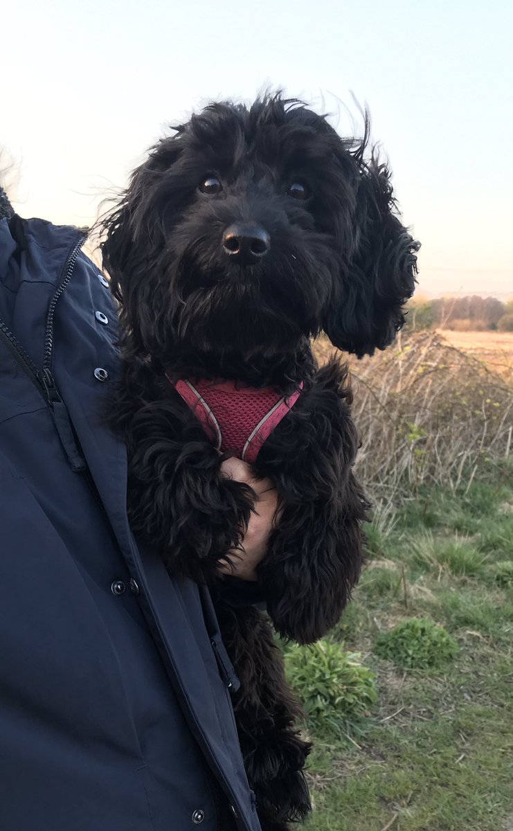 Daveconway123's tweet image. This evening’s #dogwalk

@kid_twig doing her best #spitthedog impressions