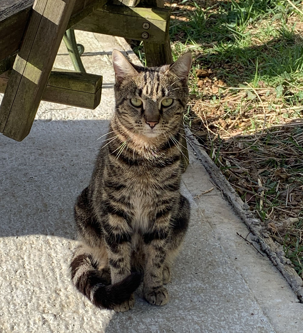blended_monkey's tweet photo. Simba trying out his mean look ...
#simbacat #simbainthesun #cutecats https://t.co/VXI060EcyJ