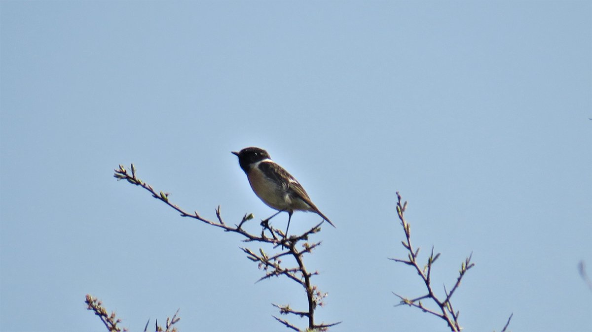 inja5248's tweet photo. er zaten veel vogeltjes op de dijk langs 't #Julianakanaal bij #Roosteren ik onderaan de dijk ...klik klik πΈ dacht verschillende soorten gespot te hebben π
allemaal #roodborsttapuiten βοΈβοΈ
ik kan er zelf om lachen ha...ha... π¦»doof noot𦻠die ik ben
@Sovon
@vogelnieuws https://t.co/j3hL0mRH2Z