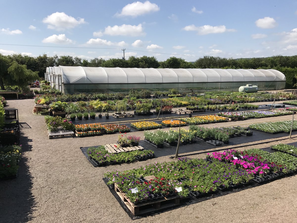 Wow, what a busy week delivering &amp; potting up! We've now set up pages on our website with lists of everything we have available for you. Thanks for your continued support 👍. Bedding plants here - bit.ly/39nKwNV All other plants here - bit.ly/2Uon6DP