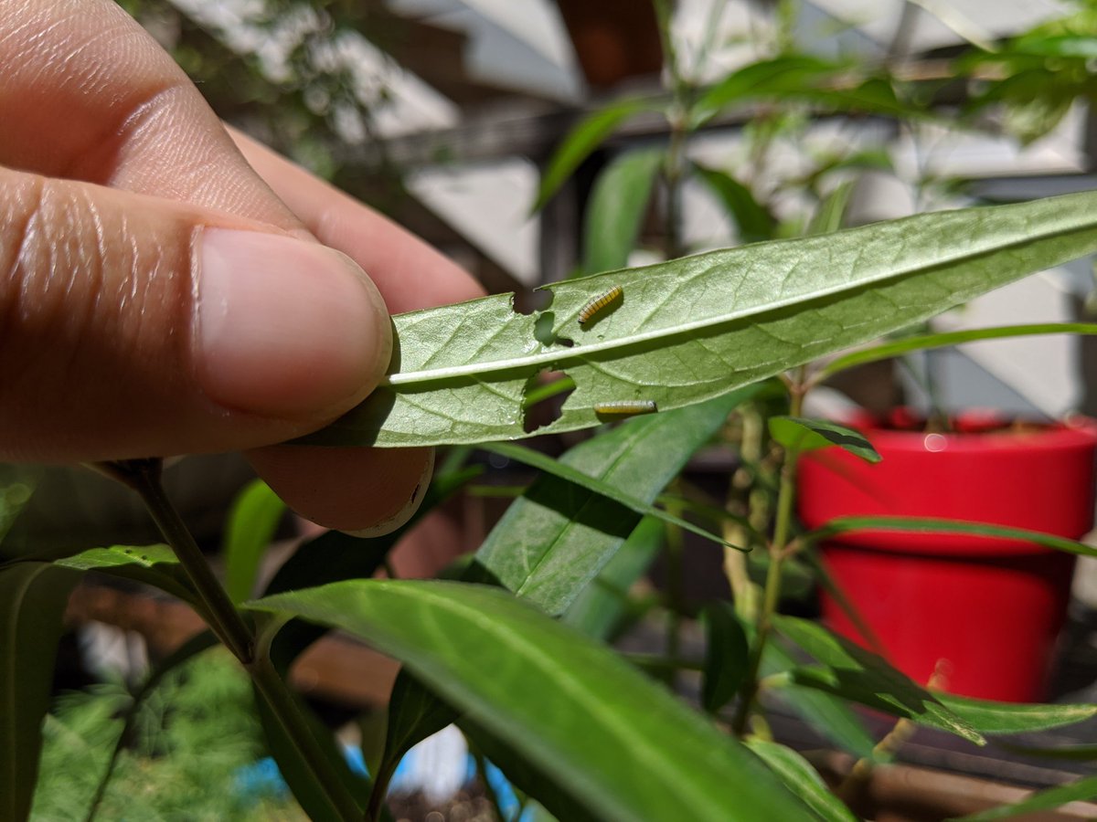 JadeTonos's tweet photo. There are so many (about seven not counting eggs) ! Time to Google how much a catterpillar needs to eat to make it! How does this play out in your garden @amyedunham ? https://t.co/MXmCLNum71