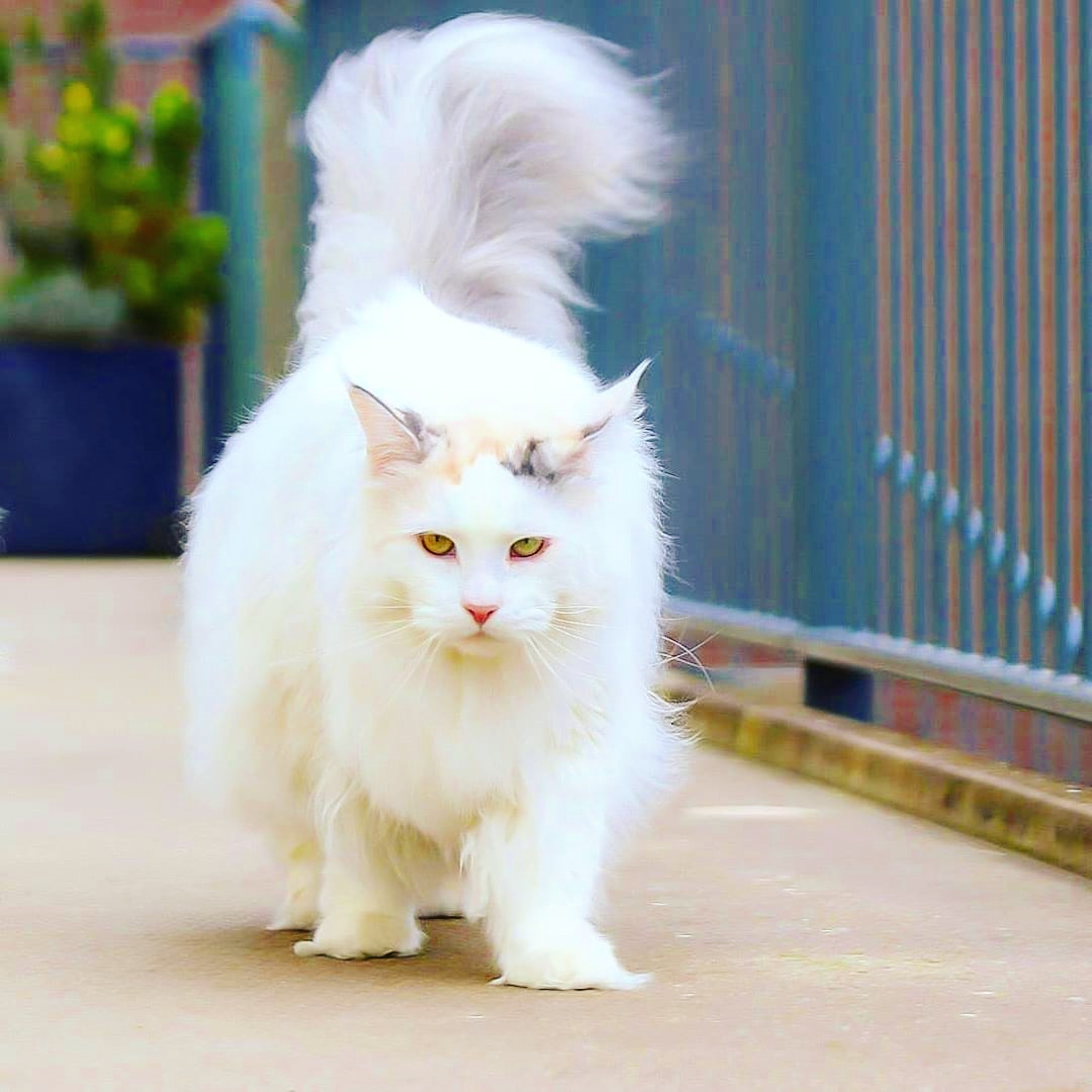 axencat's tweet photo. He is binds lifeof the day😜😜
Follow 👉@axencat for more details 👈
#cat #cats #Caturday #catoftheday #catlover #COVID2019 #COVID #catofinstgram #catpic #pushylover #pushy #USA #catusa #WorldTheatreDay #worldcat https://t.co/RlEVcNKdS8