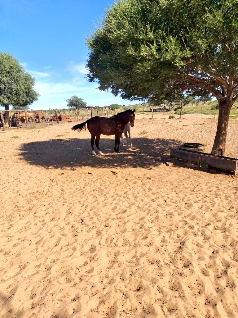 ThaboDithakgwe's tweet photo. Mode of Transport.
Don't be a window farmer. Walk or ride a horse in your veld and check the condition of your grass and soil. You won't see it from your bakkie.
#VeldManagement https://t.co/ULpZ63AYVX