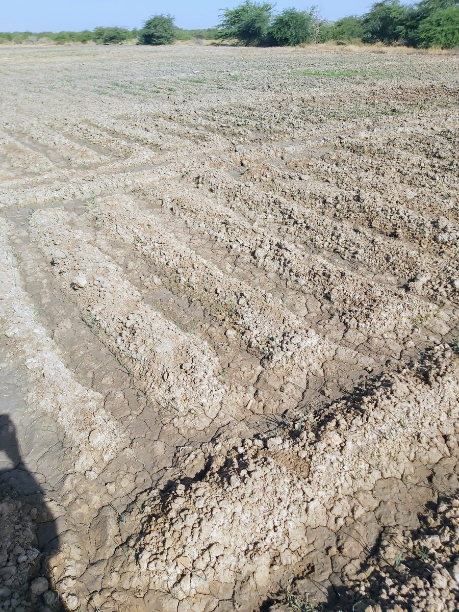mlamineboye's tweet photo. Ma première expérience en agriculture n'a pas été une grande réussite. Mais Alhamdoulila plein d'enseigne et de passion. 
Bientôt pour un nouveau lancement incha Allah https://t.co/HgefpiYAmR