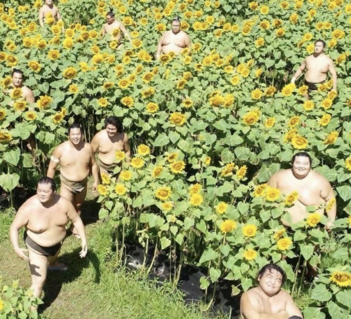 miinute_'s tweet photo. You’ve scrolled through so much that all the virus memes have ended. Here are some happy sumos in a sunflower field. https://t.co/UPq6XkLUkv