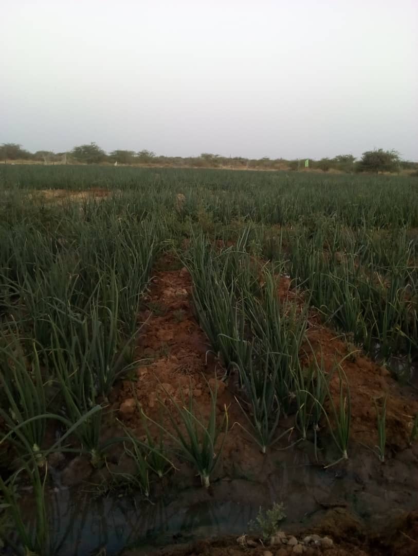 mlamineboye's tweet photo. Ma première expérience en agriculture n'a pas été une grande réussite. Mais Alhamdoulila plein d'enseigne et de passion. 
Bientôt pour un nouveau lancement incha Allah https://t.co/HgefpiYAmR