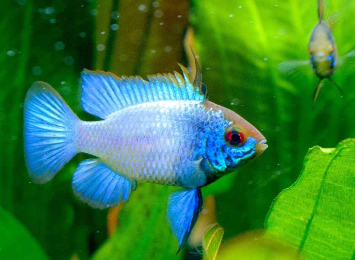 myGoldFishShop's tweet photo. Друзья!
На всё время карантина:
1) Мы предоставляем скидку на доставку - 100 рублей.
2) Снижаем минимальную сумму покуп��и для Москвы до 500 рублей.
3) При заказе от 2000 рублей - ПОДАРОК!
БУДЬТЕ ЗДОРОВЫ и ПРИЯТНЫХ ПОКУПОК несмотря ни на что!
#лучшедома… https://t.co/gHhVSZ502p https://t.co/LU7ZLdyOXl