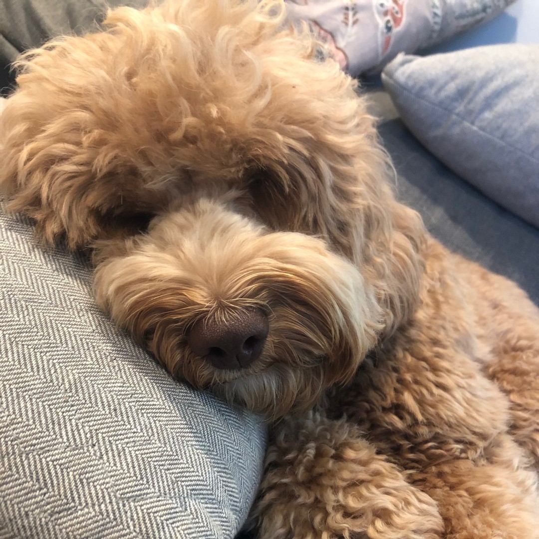 GBM_Law's tweet photo. Frankie is happily sleeping through COVID-19. Stay safe and healthy! #frankiefriday #stayhome #protectingohio #dogsofohio https://t.co/5bR3PtM8sQ