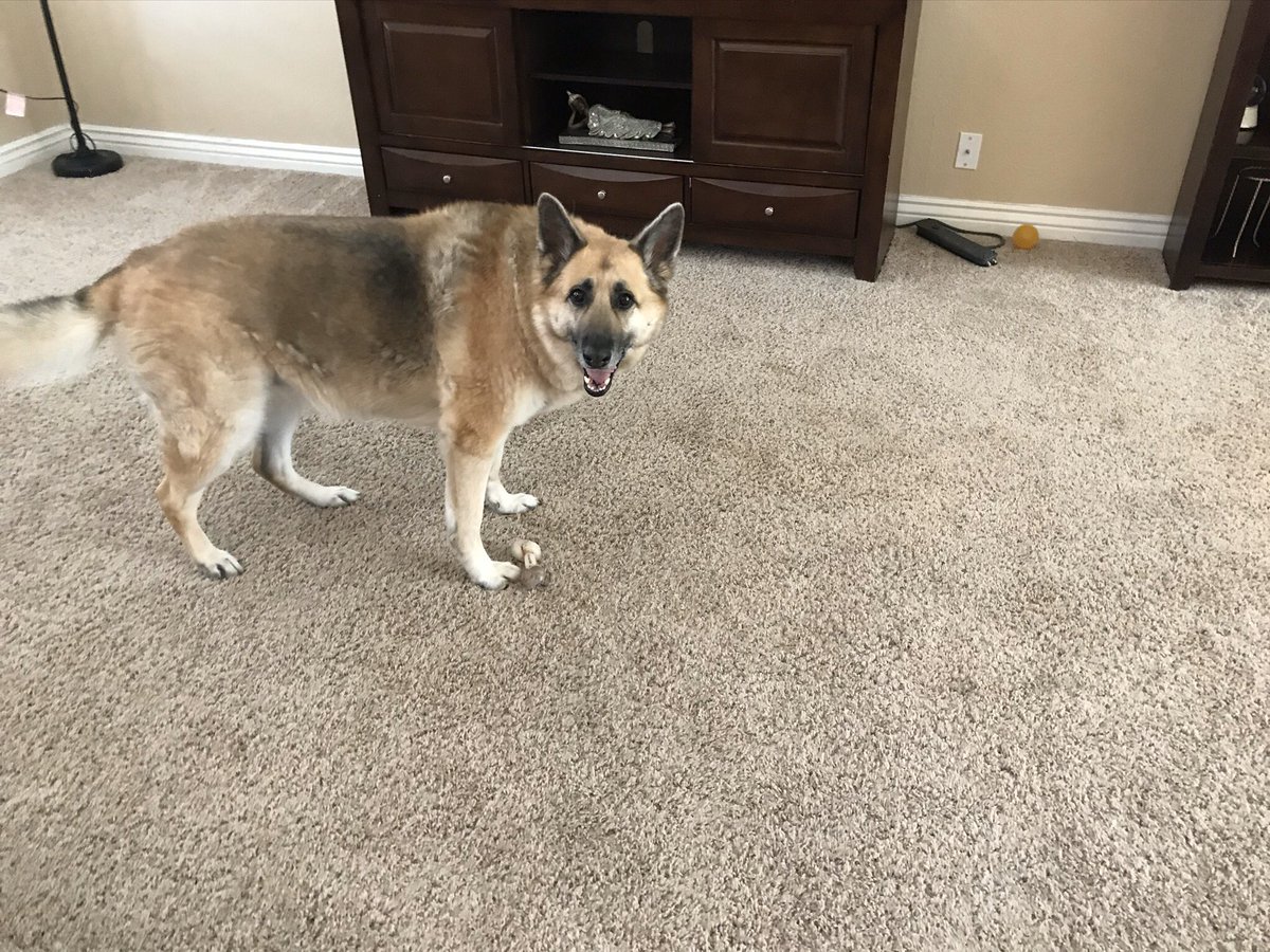 CardinlCarpetAZ's tweet photo. Carpet cleaning in Glendale AZ 85310 carpet cleaning pet stains!Mon-Sat8am-8pm.(602)678-1536 https://t.co/h5IAXpdtn8 #CarpetcleaningGlendaleAZ #85310 #Carpetcleaning #Tilegroutcleaning #Rugcleaning #Autointeriorcleaning #Samedayservice #Googlemybusiness https://t.co/cOtjrVKd1g