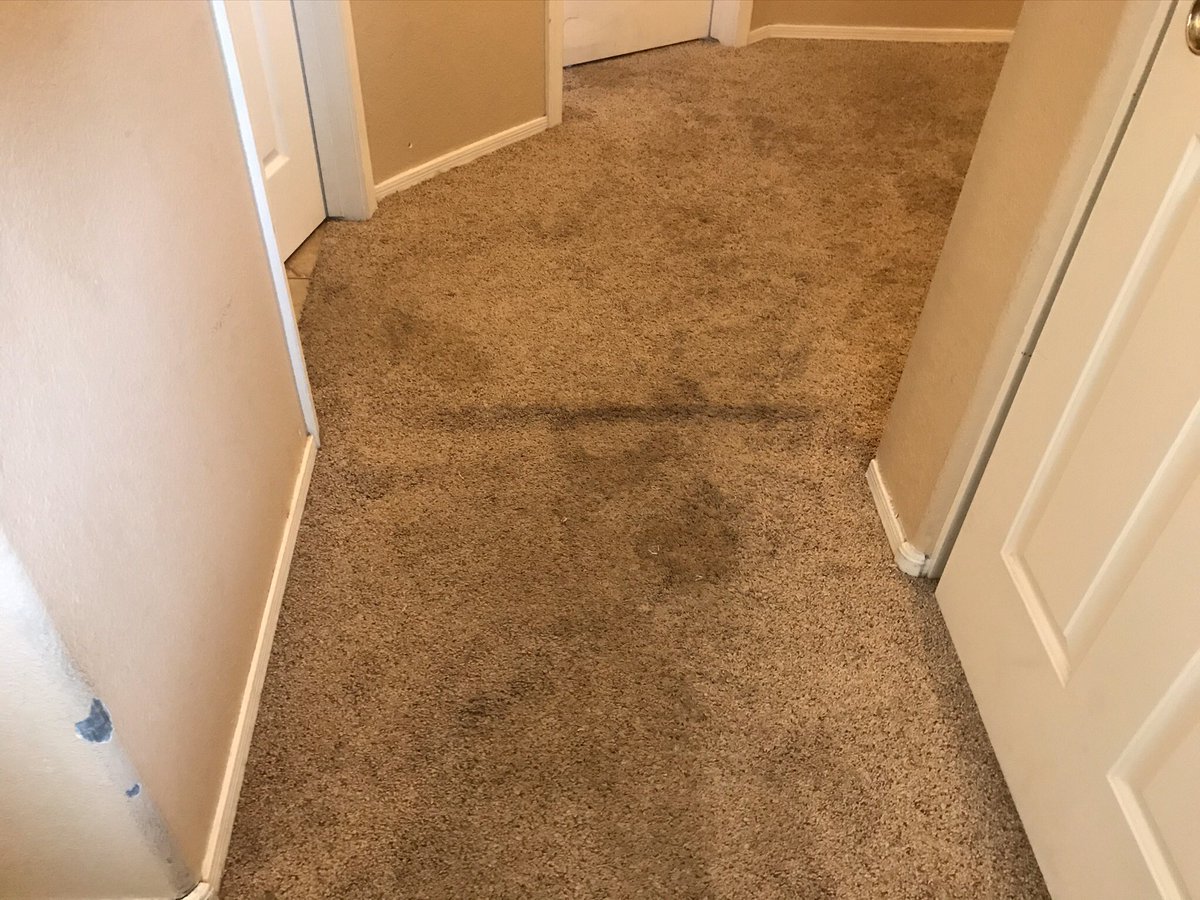 CardinlCarpetAZ's tweet photo. Carpet cleaning in Glendale AZ 85310 carpet cleaning pet stains!Mon-Sat8am-8pm.(602)678-1536 https://t.co/h5IAXpdtn8 #CarpetcleaningGlendaleAZ #85310 #Carpetcleaning #Tilegroutcleaning #Rugcleaning #Autointeriorcleaning #Samedayservice #Googlemybusiness https://t.co/cOtjrVKd1g