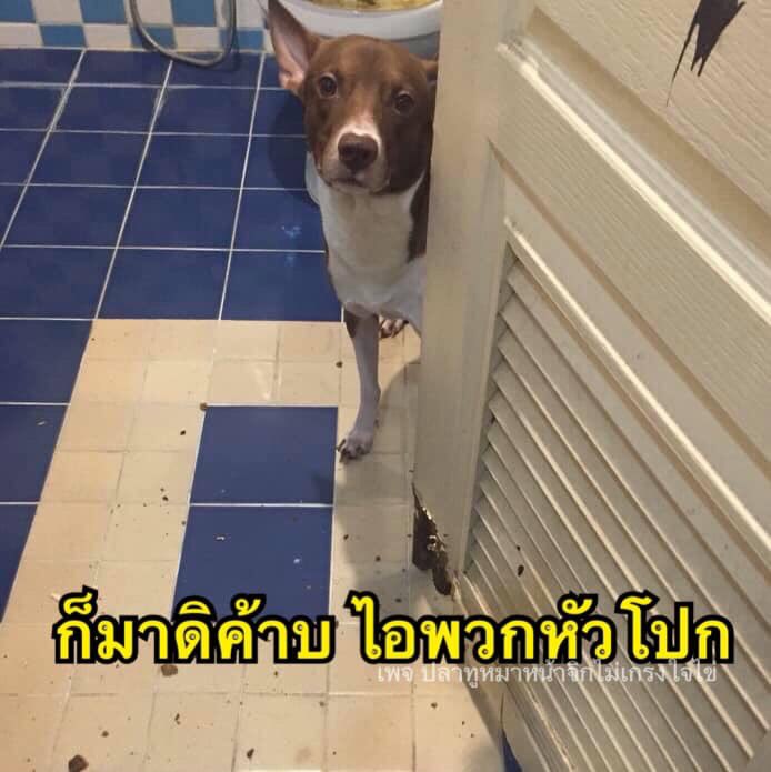 Kanyaa_aa's tweet photo. @Dechawuth_LTGU ก็ไม่ได้กลัวมึงเท่าไหร่ https://t.co/p946MowVnR