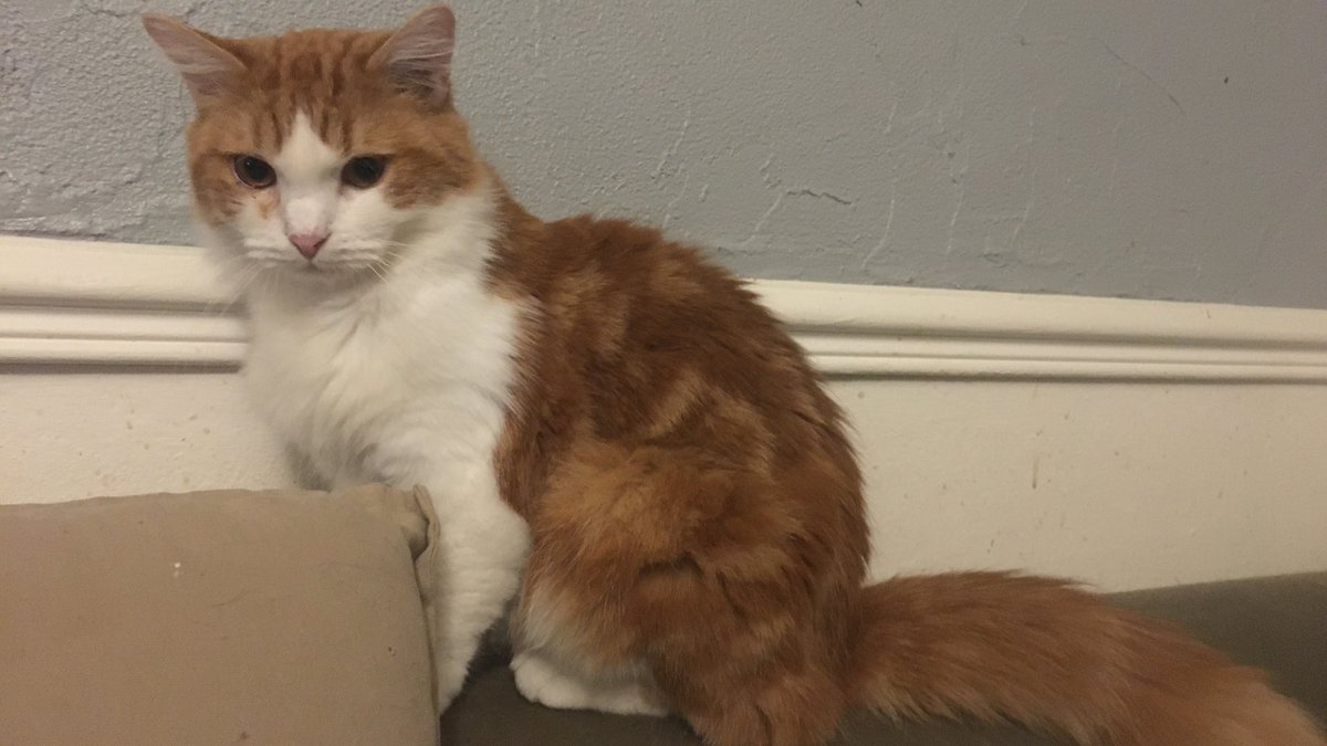 AssoMiniku's tweet photo. un #merci pr votre #soutien et les #retweet, nous approchons du #but Plus que 1160 euros ms plus que 4 jrs
-cagnotte https://t.co/A6GNVbGoh2
-paypal association.miniku@gmail.com
-virement demandez le RIB en MP
-chèque association miniku 30 rue de noisy 77130 ville saint jacques https://t.co/UXBOPyBuFF