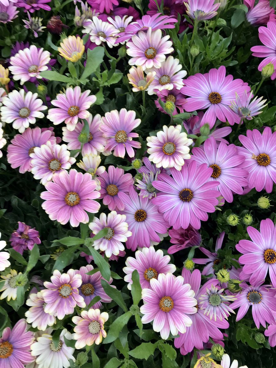 GardenValentin's tweet photo. Esperamos abrir nuestras instalaciones muy pronto. En estos días,la solidaridad es fundamental. #YoMeQuedoEnCasa #Torrevieja #Garden #Flowers https://t.co/TyYem4QGuU