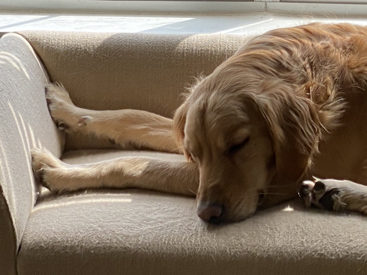 RayCoopTeacher's tweet photo. #FurryFriendFriday #OneLoveOneJoy #TooManyPets #CoopsWifesDogs #LHS https://t.co/Xlb2frDipM