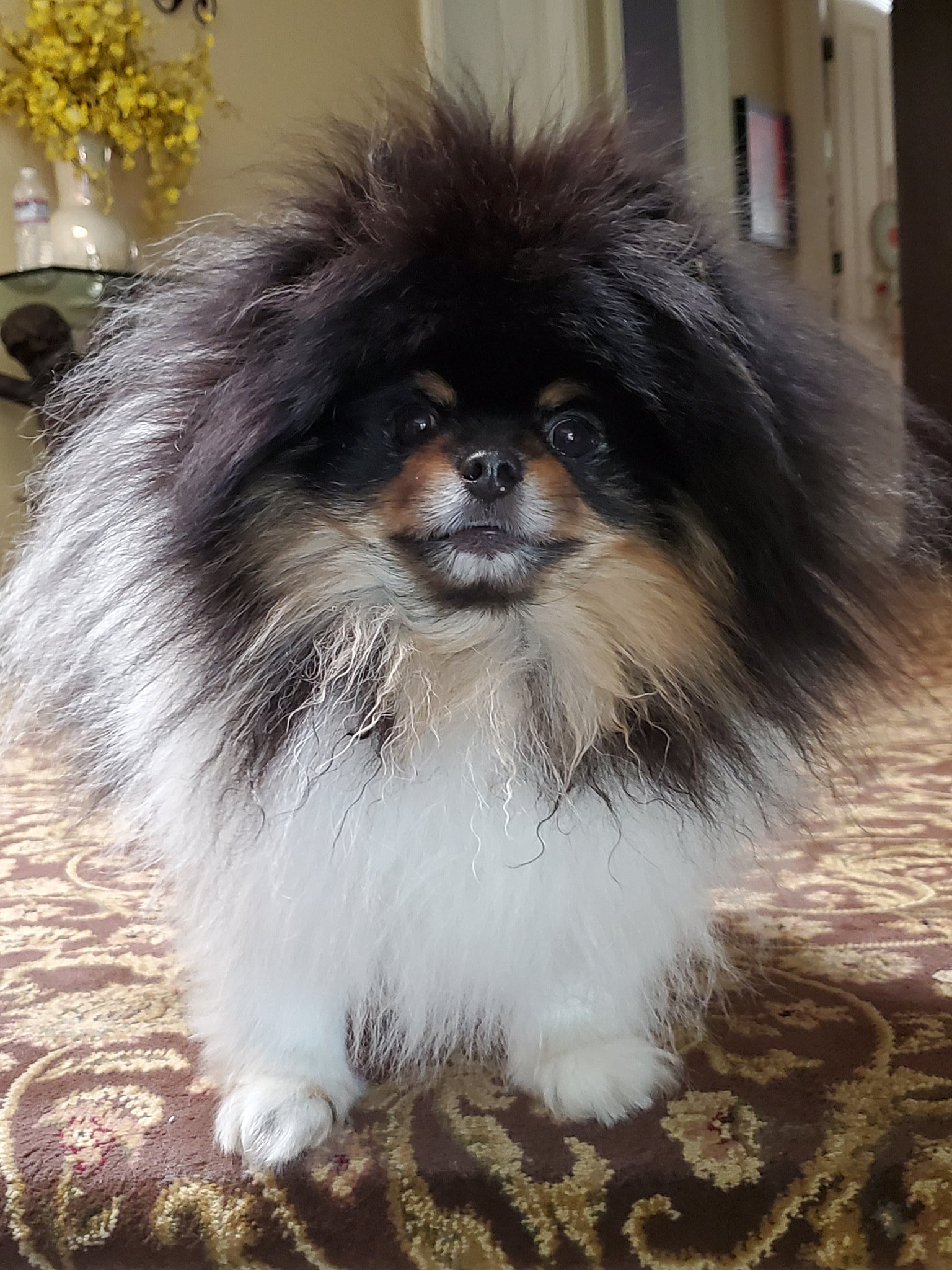 Irish parti sale pomeranian