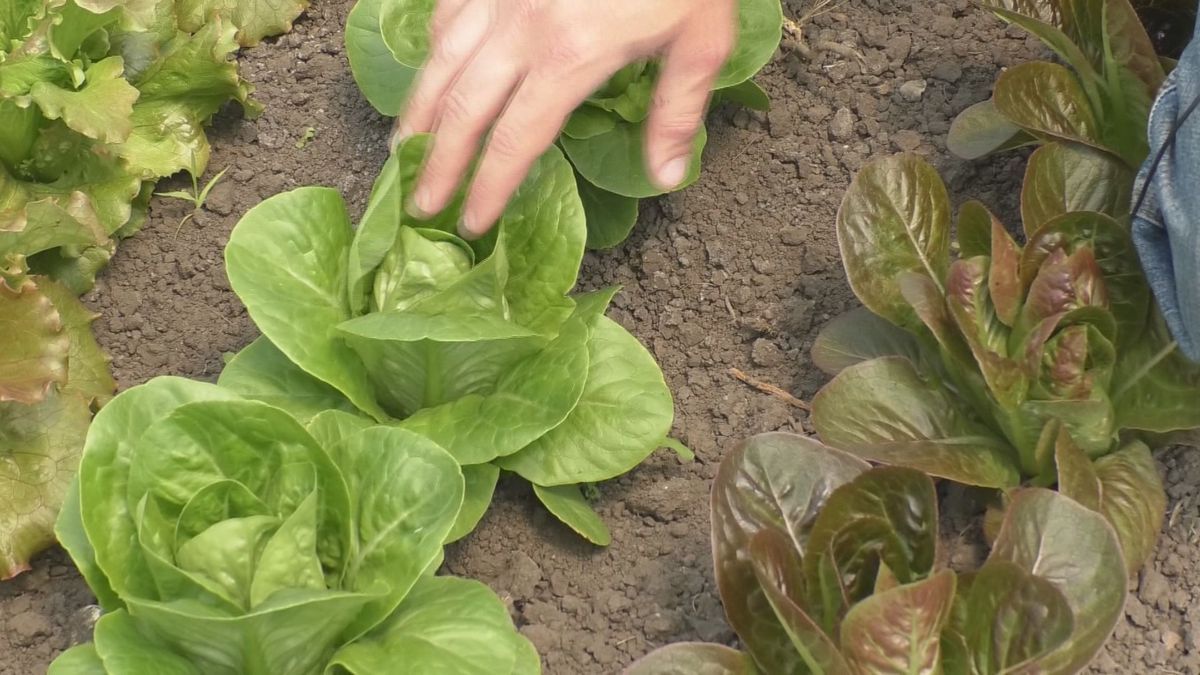 Minnesota Farmers Union tweet media