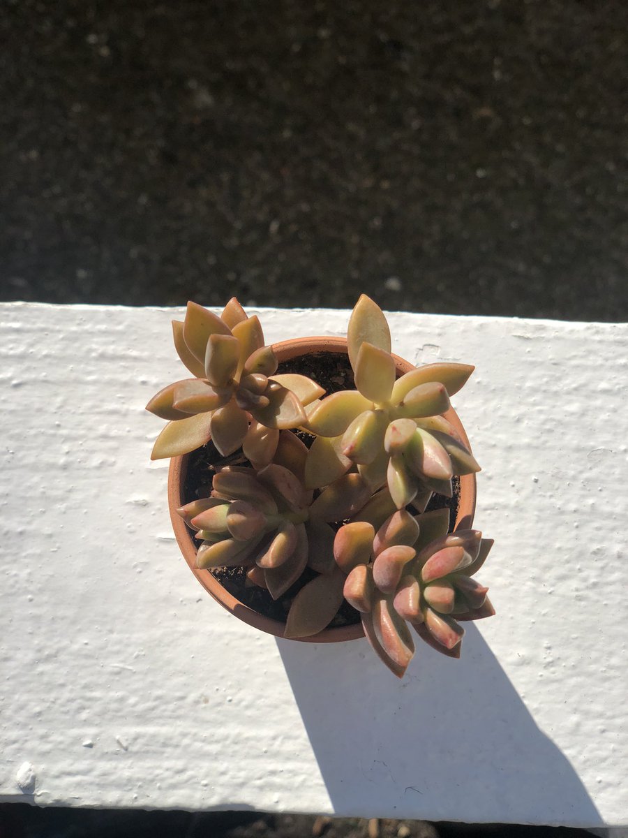 BriaMedeiros's tweet photo. Sucker for succs https://t.co/QmeXOIA8eS