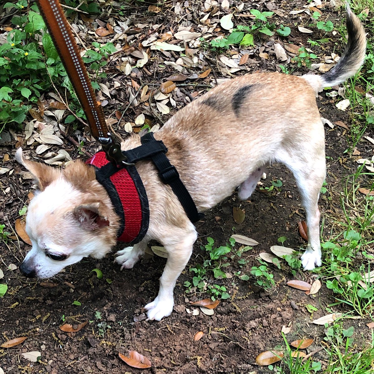 chiROOhua's tweet photo. @TXMX is not amused that I walked under a 🚗 to go from Roo to Tigger!
#hundredacrewoods #oneeyedchihuahua https://t.co/WWtwDjSTjy