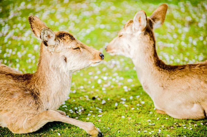奈良公園のtwitterイラスト検索結果 古い順 奈良公園のtwitterイラスト検索結果 古い順