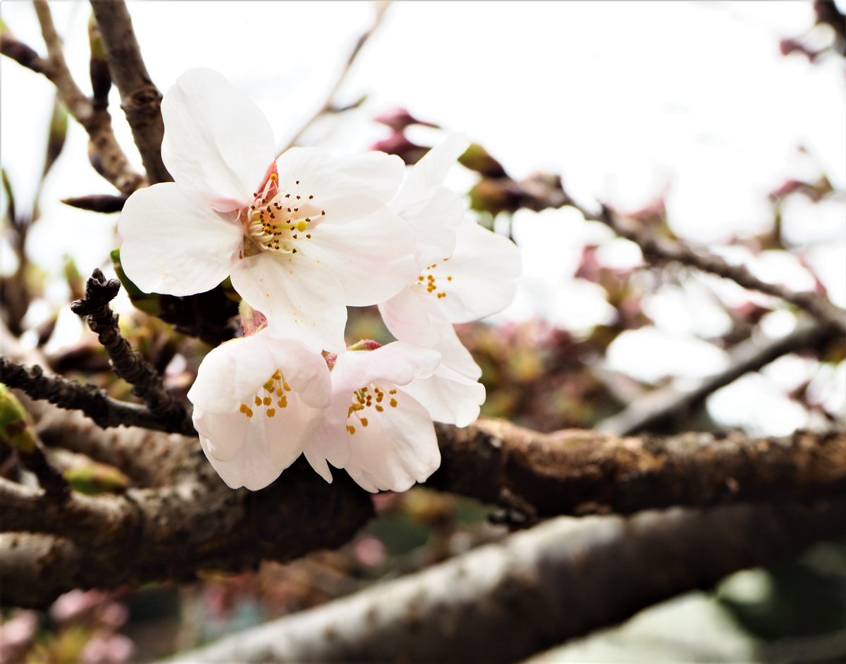 御在所ロープウエイ公式 على تويتر おはようございます ロープウェイのりば前の桜の花が開花しました 今年は少し早い気がします 桜開花 湯の山温泉 御在所岳 御在所ロープウエイ 営業中 春休み アウトドア 自然体験 御在所ロープウエイ公式 على تويتر おはようございます ロープウェイのりば前の桜の花が開花しました 今年は少し早い気がします 桜開花 湯の山温泉 御在所岳 御在所ロープウエイ 営業中 春休み アウトドア 自然体験