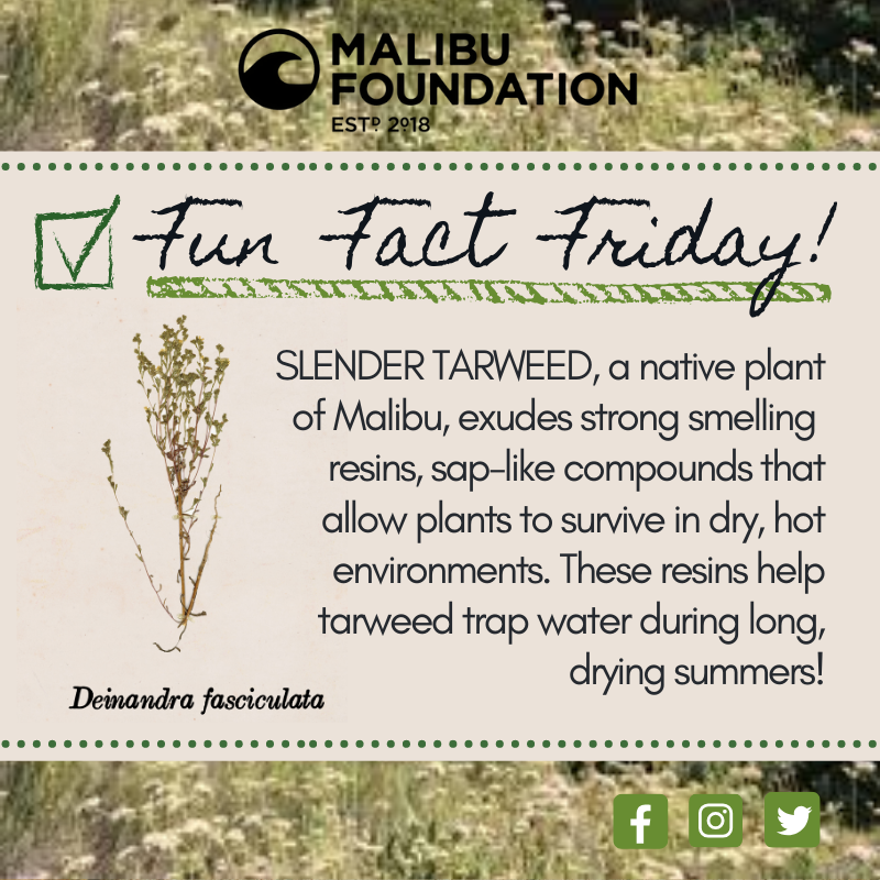 Malibu Foundation tweet media