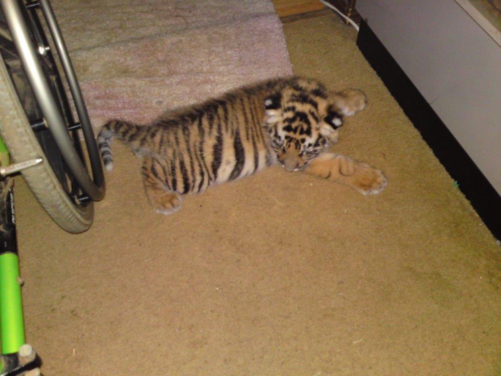shelbssm_'s tweet photo. You know you’re from Oklahoma when.. Here’s me in Joe Exotic’s living room circa 2010 playing with a baby tiger. #TigerKing #Netflix https://t.co/4pc4rGcR78