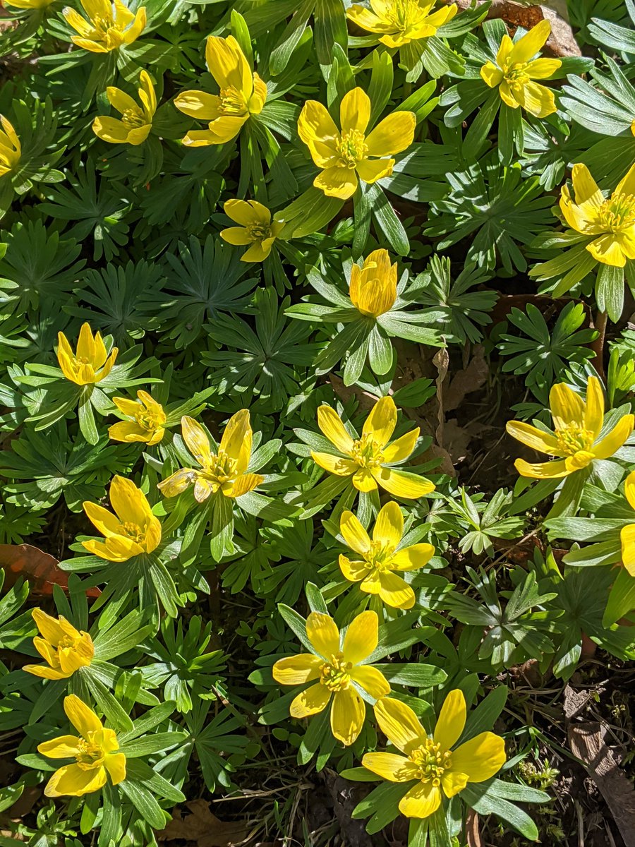 mourningmoone's tweet photo. I know everything is really stressful right now, but don't forget to take a deep breath and appreciate the little things 🐝🌱 https://t.co/WRUMcSiHvw