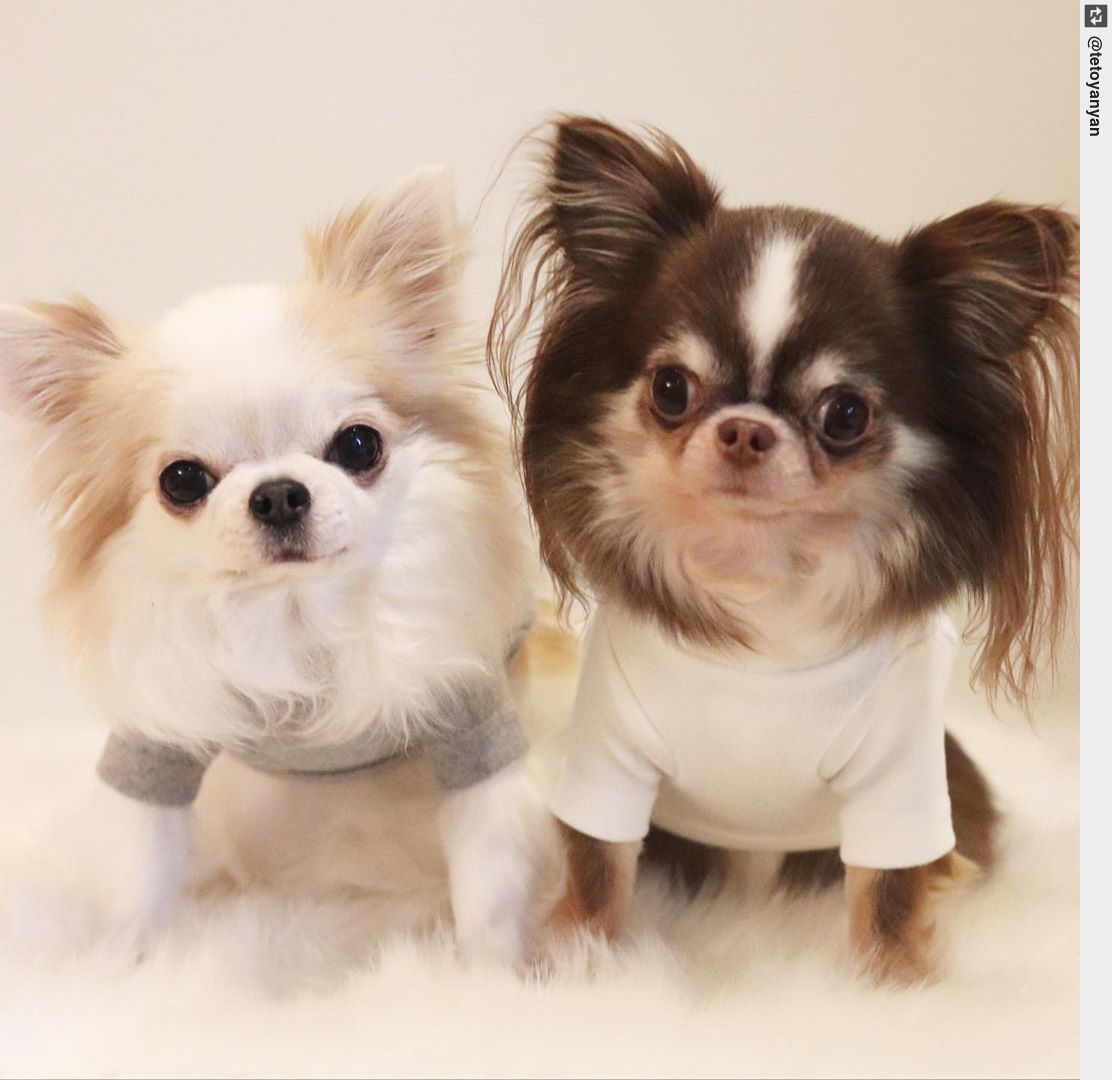 AnyWhoWhere's tweet photo. #chihuahua #dogs #dogoftwitter https://t.co/Z1xOB6YEYh