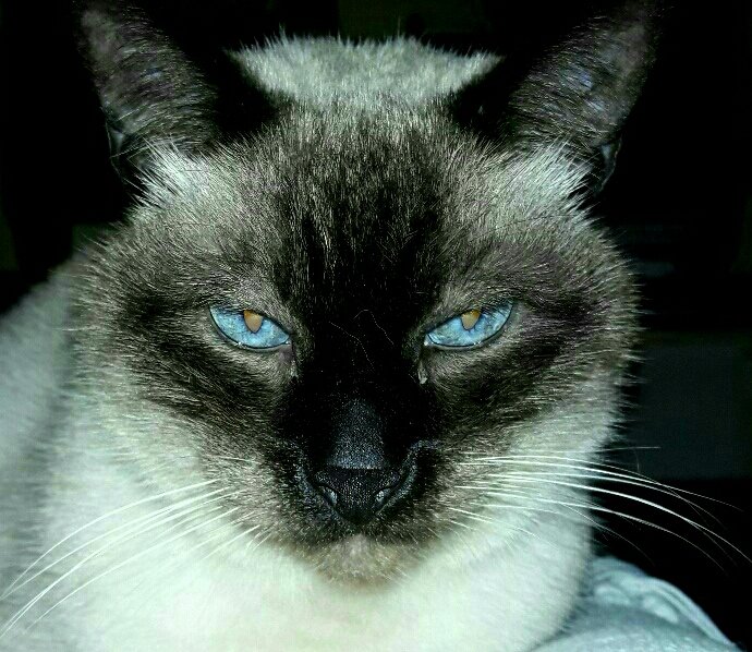 Apez140's tweet photo. @Sophie_MJ Hola Sofía, Feliz Noche Inma y yo Te Deseamos Querida Amiga. Pues cómo no te agencies un Gato 🤣.
Aquí con el #CatCropTeam, Solucionado 😉.
Un Abrazo, Besos Mil y,
#StaySafe...😽😽🧚‍♂️😎 https://t.co/ztoQzYJEnE