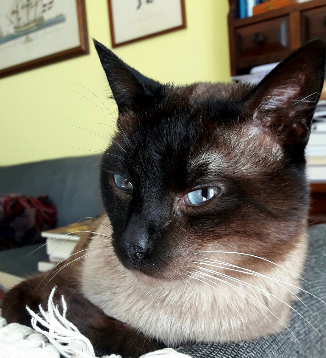 Apez140's tweet photo. @Sophie_MJ Hola Sofía, Feliz Noche Inma y yo Te Deseamos Querida Amiga. Pues cómo no te agencies un Gato 🤣.
Aquí con el #CatCropTeam, Solucionado 😉.
Un Abrazo, Besos Mil y,
#StaySafe...😽😽🧚‍♂️😎 https://t.co/ztoQzYJEnE