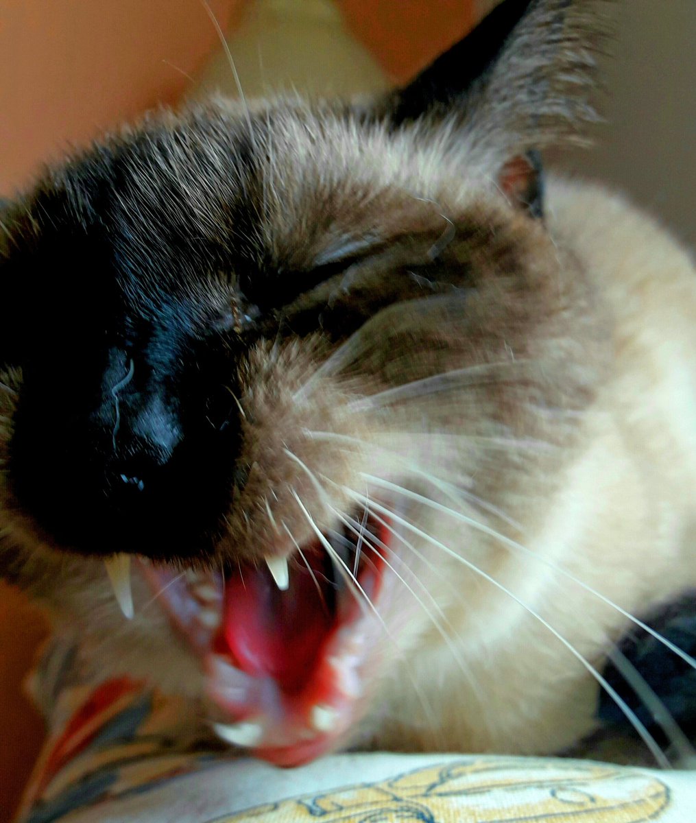 Apez140's tweet photo. @Sophie_MJ Hola Sofía, Feliz Noche Inma y yo Te Deseamos Querida Amiga. Pues cómo no te agencies un Gato 🤣.
Aquí con el #CatCropTeam, Solucionado 😉.
Un Abrazo, Besos Mil y,
#StaySafe...😽😽🧚‍♂️😎 https://t.co/ztoQzYJEnE