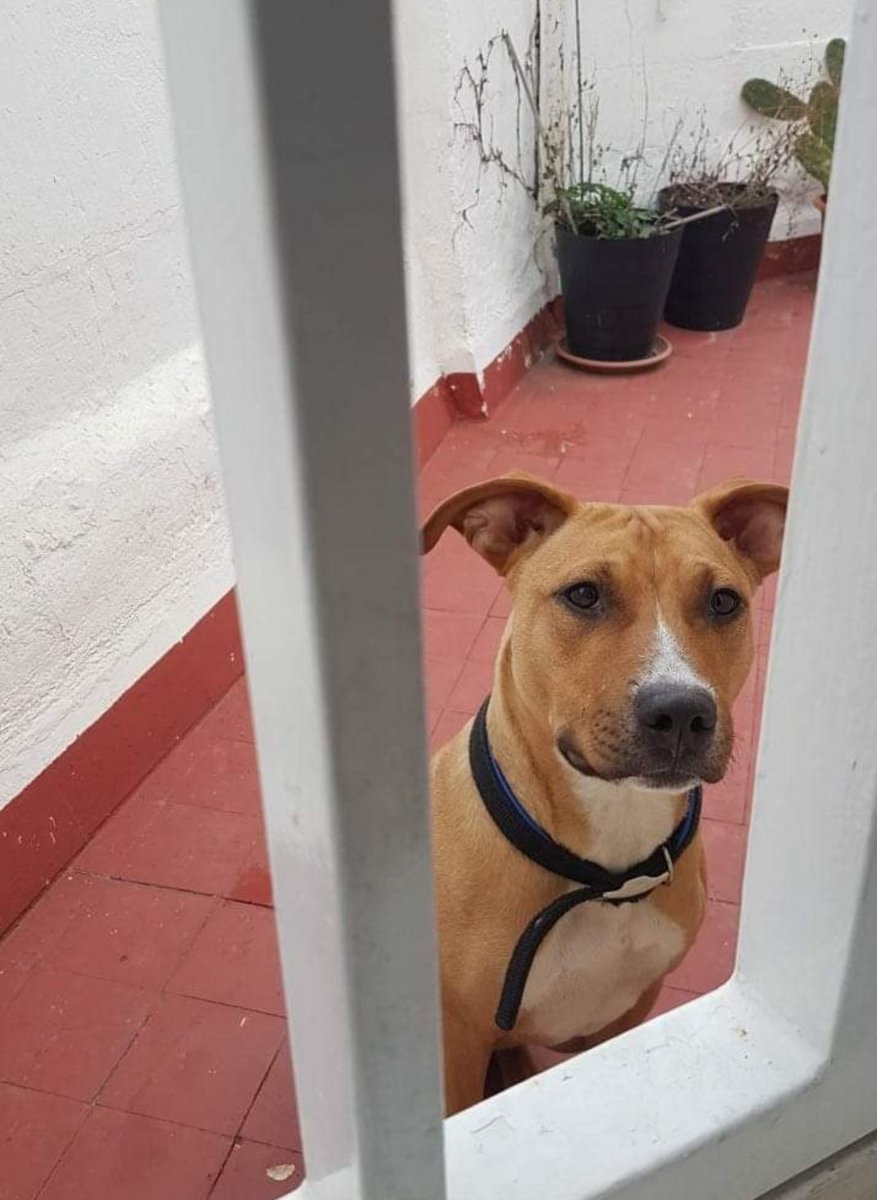 Traperisme's tweet photo. Gos trobat al barri de la Bordeta, algú el coneix? En podeu fer difusió?? https://t.co/GJKHw2oojn