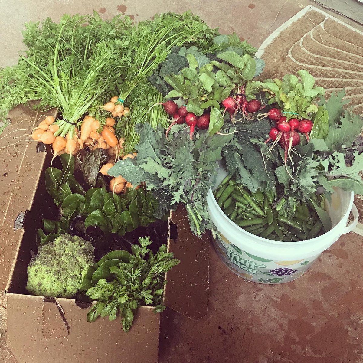 Delivered 10 bags of fresh garden veggie grab-n-go bags to the UCD <a href="/thefreedge/">freedge</a>. Carrots, kale, snap peas, broccoli, lettuce, radishes, and cilantro! Harvested, bundled, and sanitized. Veggies grown at Beamer Elem and @WoodlandHigh school gardens. #GrowingLunch just went rogue!