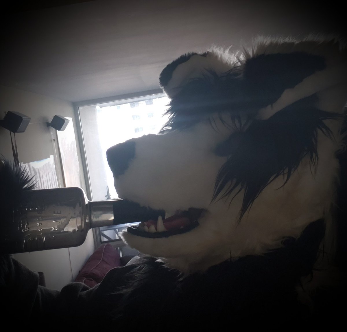 womolf's tweet image. #portioning #healthyliving  #badselfie #FursuitFriday #CoronaLockdown