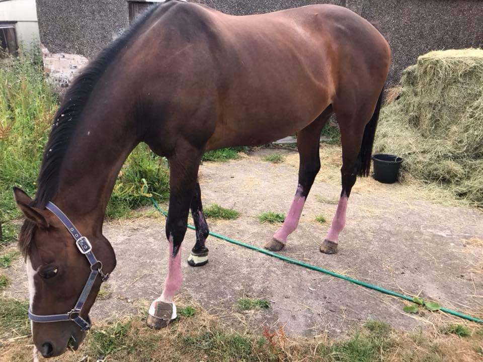 Ecohoof's tweet photo. Pink Hoof Clay
The must have product for every tack box https://t.co/iGi0DdkCK1