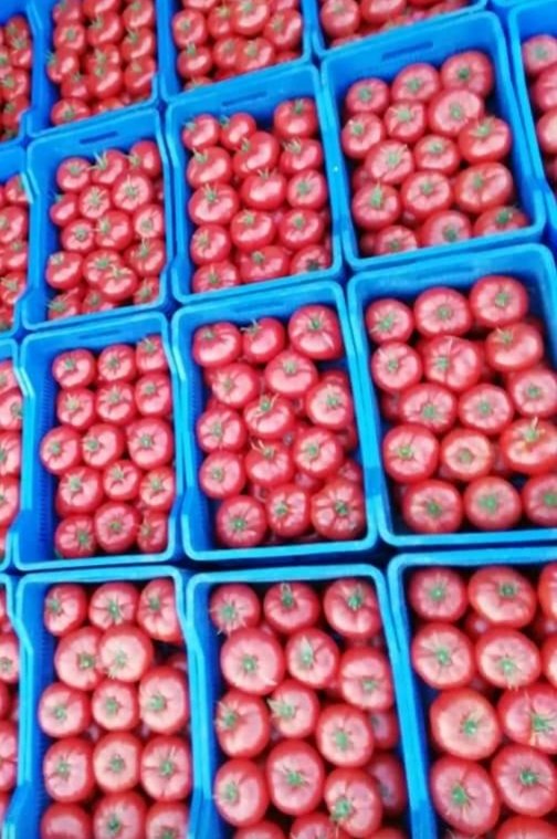 Evde kal Türkiyem 
Sizin için üretiyoruz.
Şartlar ne olursa olsun.
Hep bilikte başaracağız.
Sağlıklı beslenin yaş sebze tüketin. Dünyanın en güzel sebzesini Türkiye yetiştiriyor. <a href="/Ahaber/">A Haber</a> @FOXhaber <a href="/KyurekMustafa/">mustafa açıkyürek</a> <a href="/Dede07saban/">Şaban</a> <a href="/fatihportakal/">fatih portakal</a> <a href="/KucukkayaIsmail/">Ismail Kucukkaya</a>