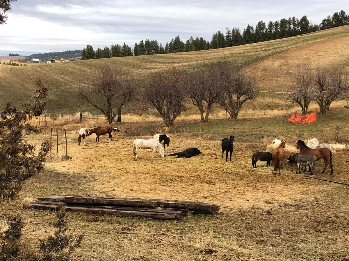 AcresOrphan's tweet photo. It's lunch time at Orphan Acres! Some are eating, others are socializing, and then there's Quinn who's taking a nap in his food. Happy Friday!

#horses #rescue #sanctuary #orphanacres #Idaho https://t.co/bQp9ksmQdH