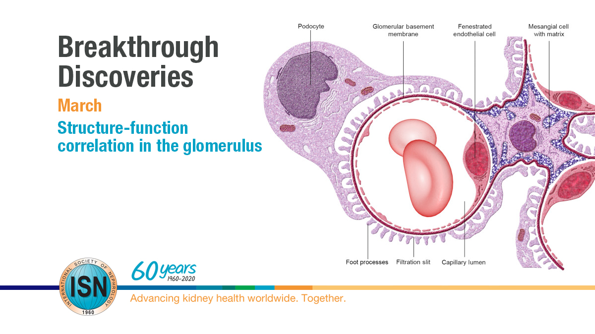  Structure-function correlation in the glomerulus https://www.theisn.org/60th-anniversary/breakthrough-discoveries/breakthroughs-in-march/structure-function-correlation-glomerulus-menu  #ISN60years