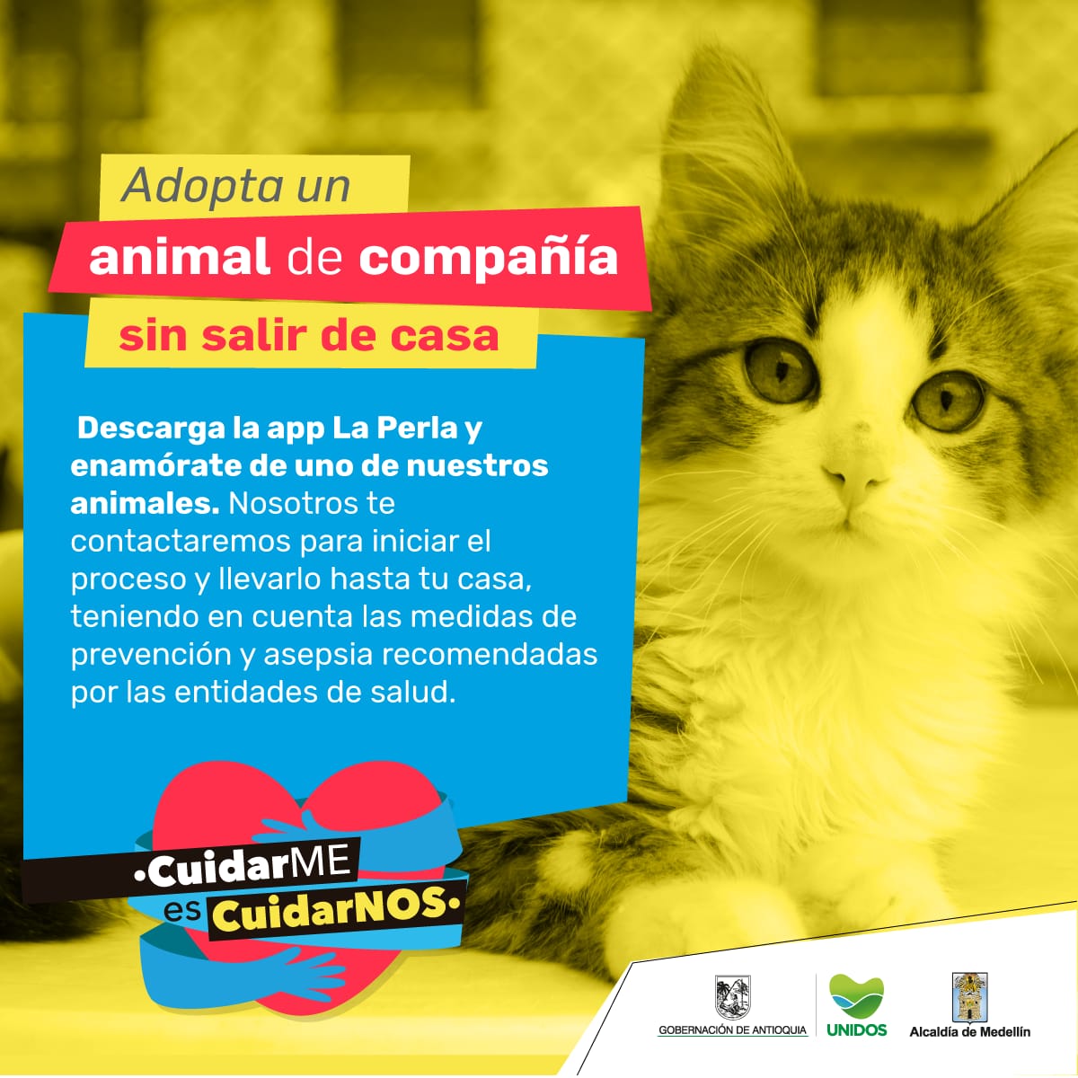 AlcaldiadeMed's tweet photo. ¿Quieres adoptar un animal de compañía? Descarga la app de La Perla y encuentra tu 🐱 o 🐶 que La Perla te lo lleva a casa.  
#MedellínSeQuedaEnCasa https://t.co/tcXvwjjfAQ