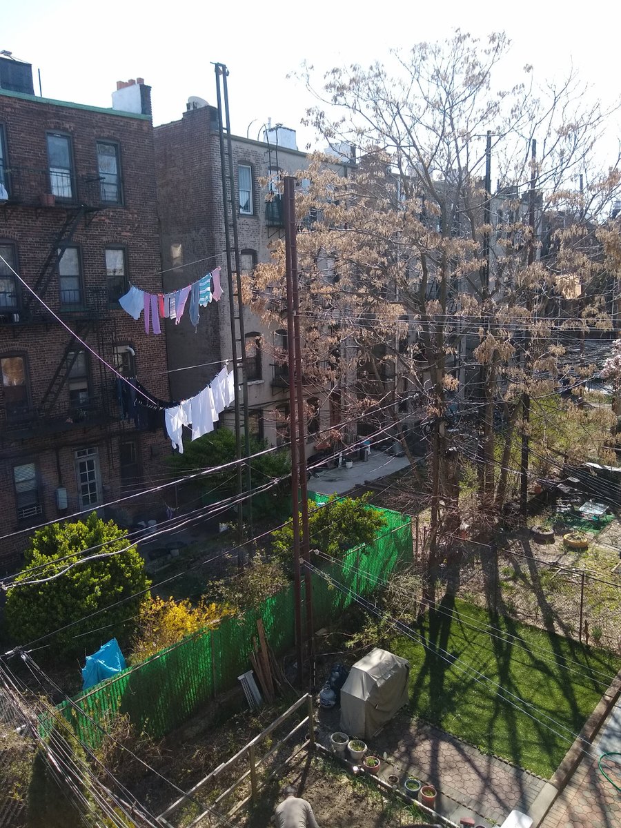 anne___archy's tweet photo. Stay-at-home day 12: the backyard https://t.co/xvOLkYeRXl https://t.co/iklDXTBIMN