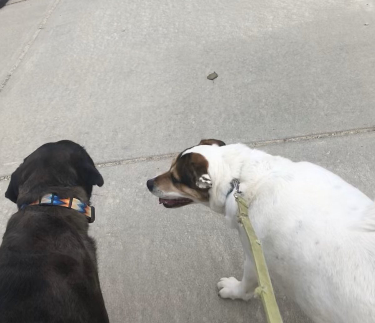 JennaHerchler's tweet photo. Took my dogs on a walk today with my mom #vhsisfit https://t.co/XVUeA4CCWu