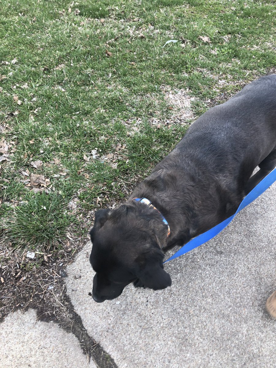 JennaHerchler's tweet photo. Took my dogs on a walk today with my mom #vhsisfit https://t.co/XVUeA4CCWu