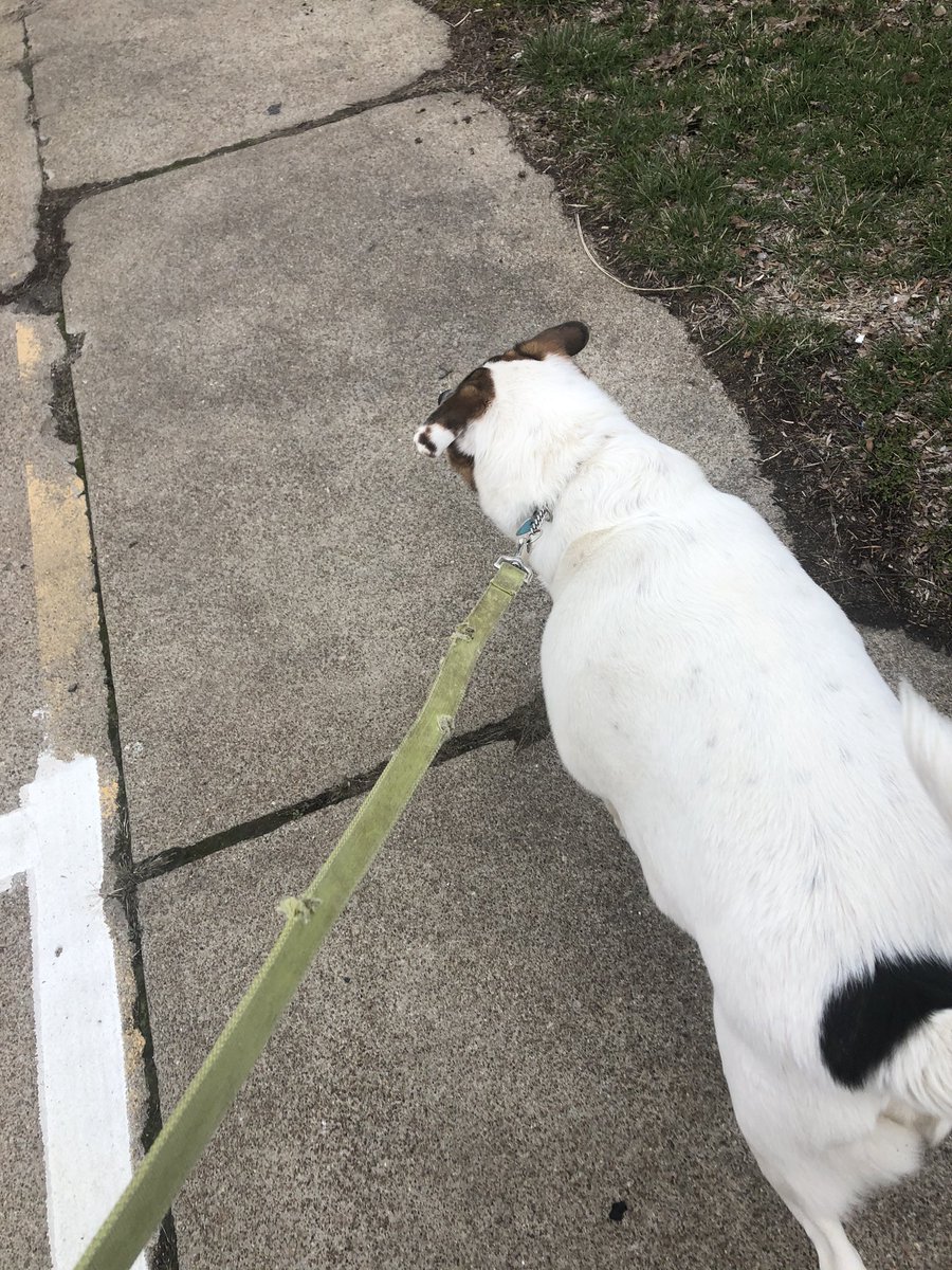 JennaHerchler's tweet photo. Took my dogs on a walk today with my mom #vhsisfit https://t.co/XVUeA4CCWu