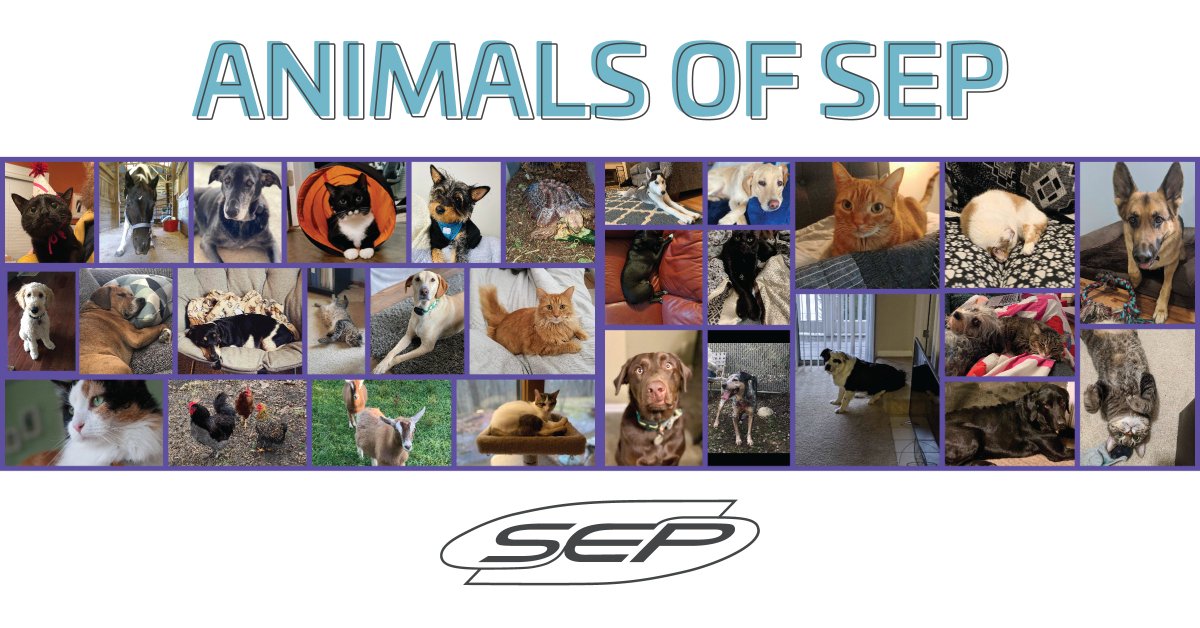 wwwsepcom's tweet photo. Working remotely means we have new co-workers to introduce to the world... 🥰 Meet some of the animals of SEP! https://t.co/NRGdzkaYAY